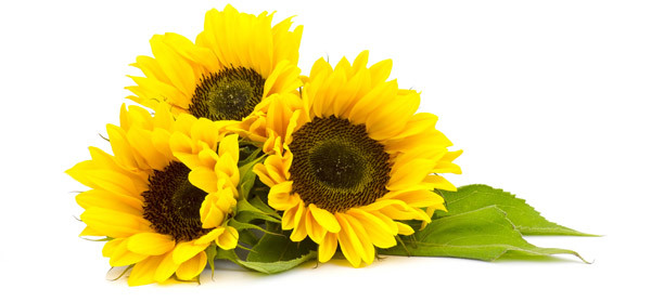 benefits-of-sunflowers