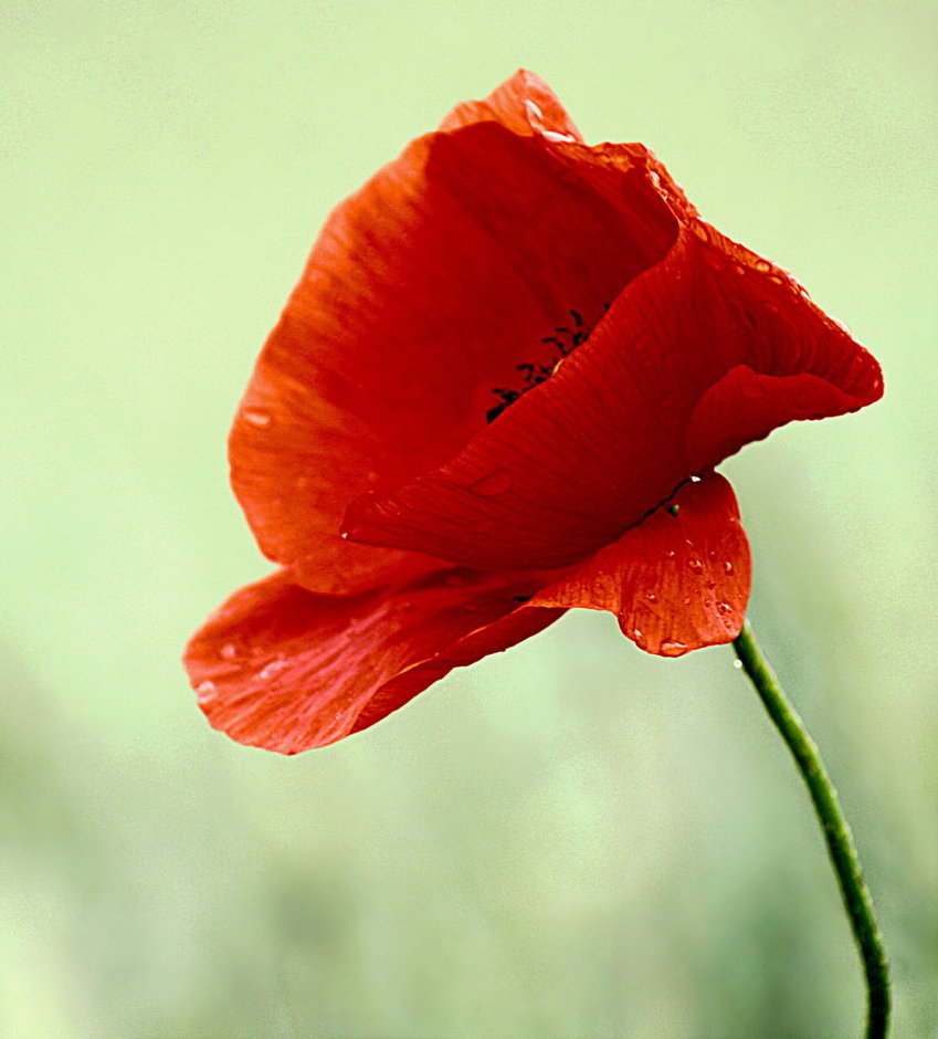 poppy_red_by_svitakovaeva-d3jqj15